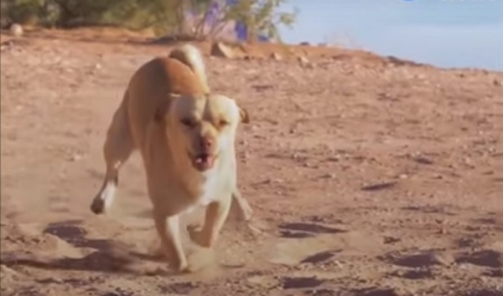 Ovaj pas je hrabriji od većine ljudi, evo i dokaza