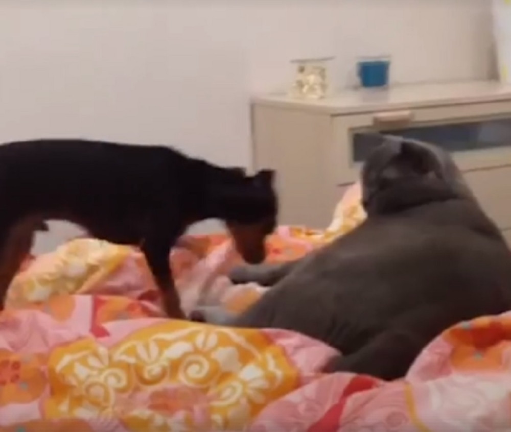 Mačka šutirala psa da bi sama spavala na krevetu