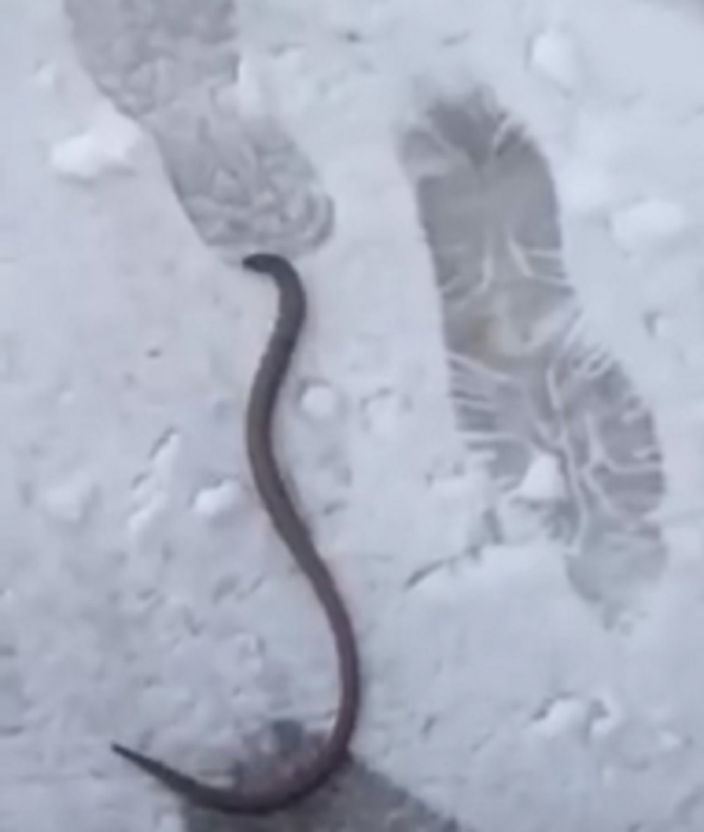 Zmija u snegu iznenadila stanovnike Bihaća