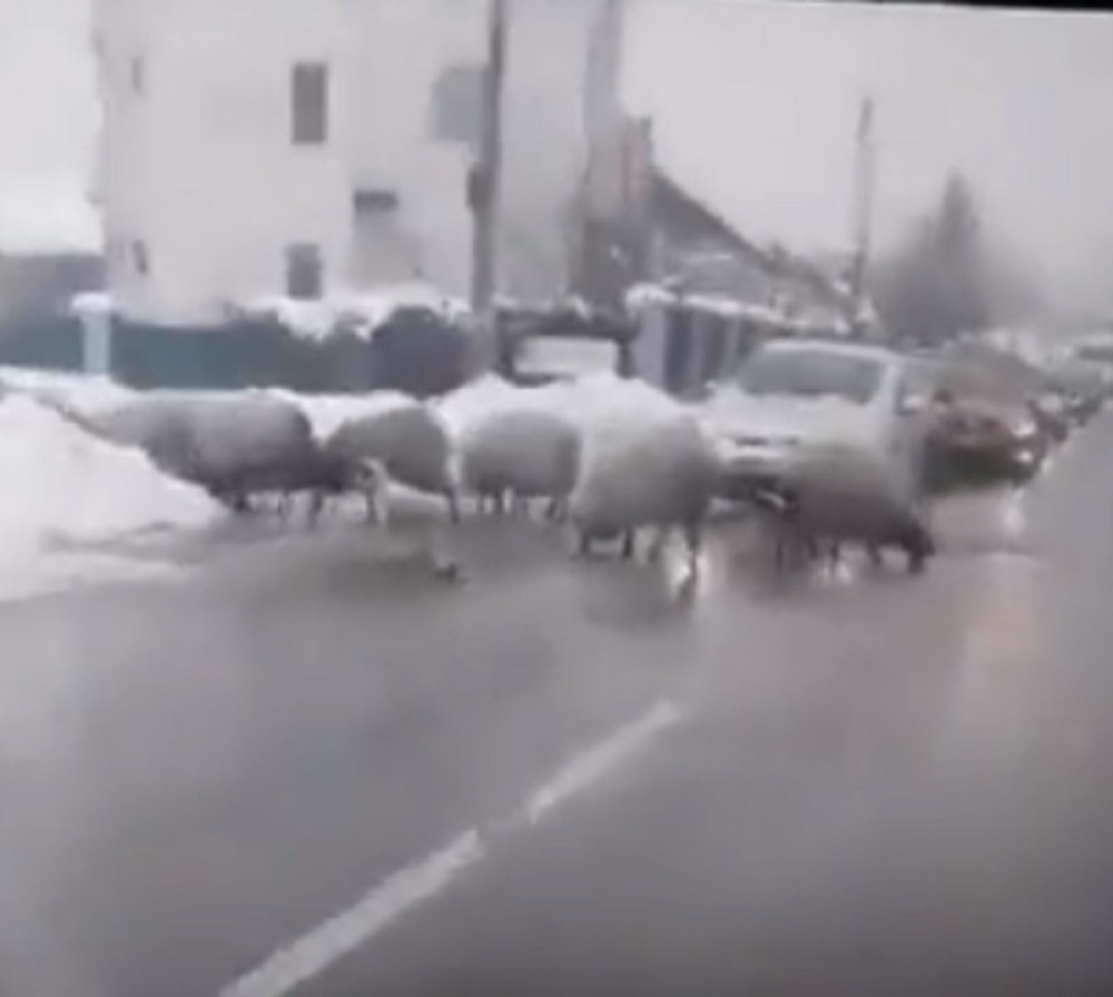 Ovce blokirale saobraćaj u Banjaluci