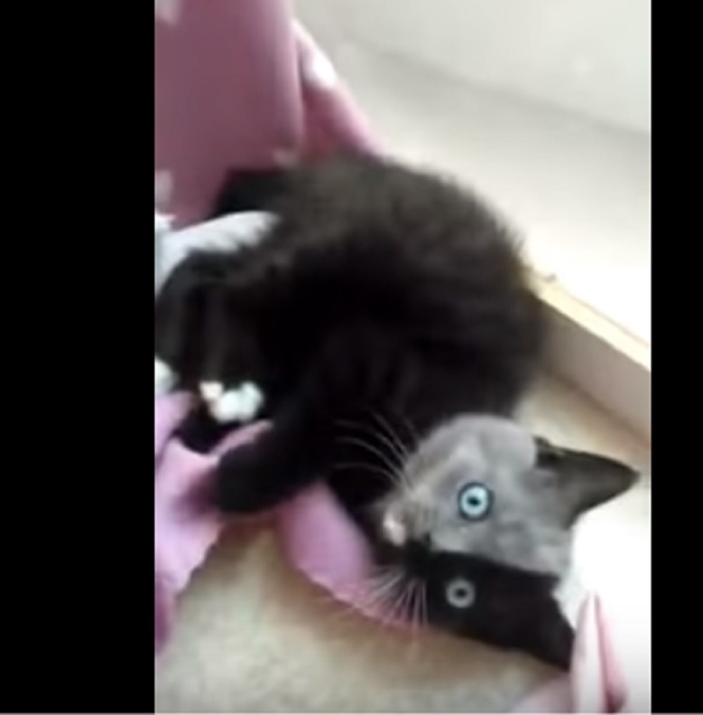 Ova mačka sa dva lica je očarala svet!