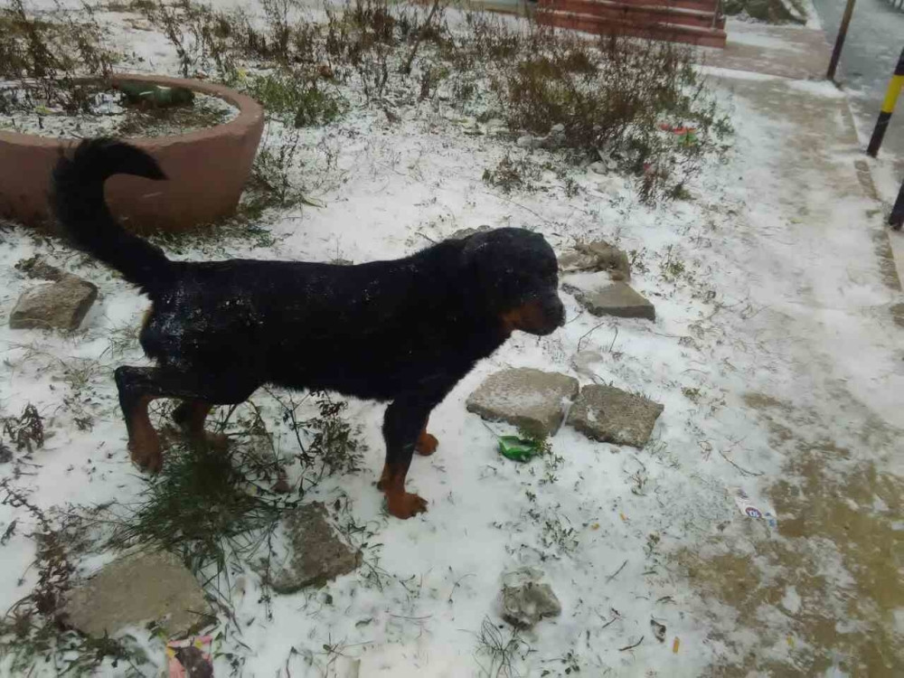 Pronađen mlad mužjak rotvajlera na Košutnjaku (FOTO)