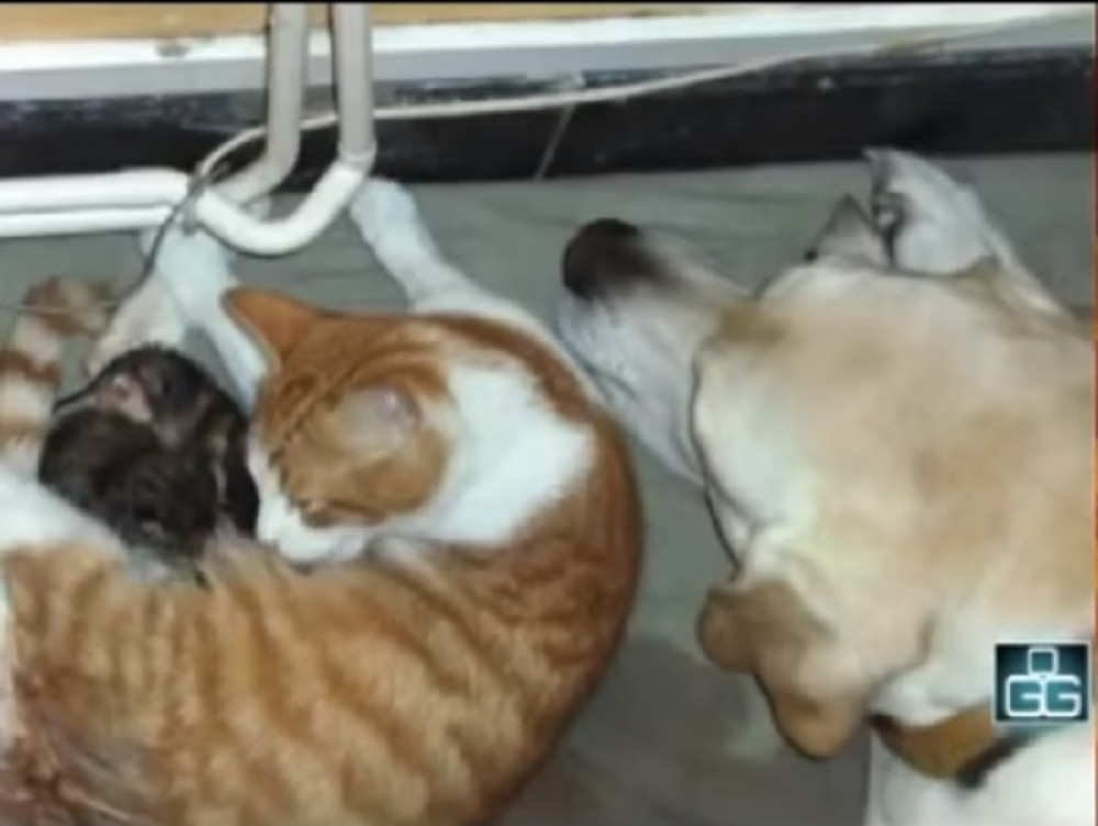 Mačka počela da se maci, a reakcija psa će vas raznežiti do suza!