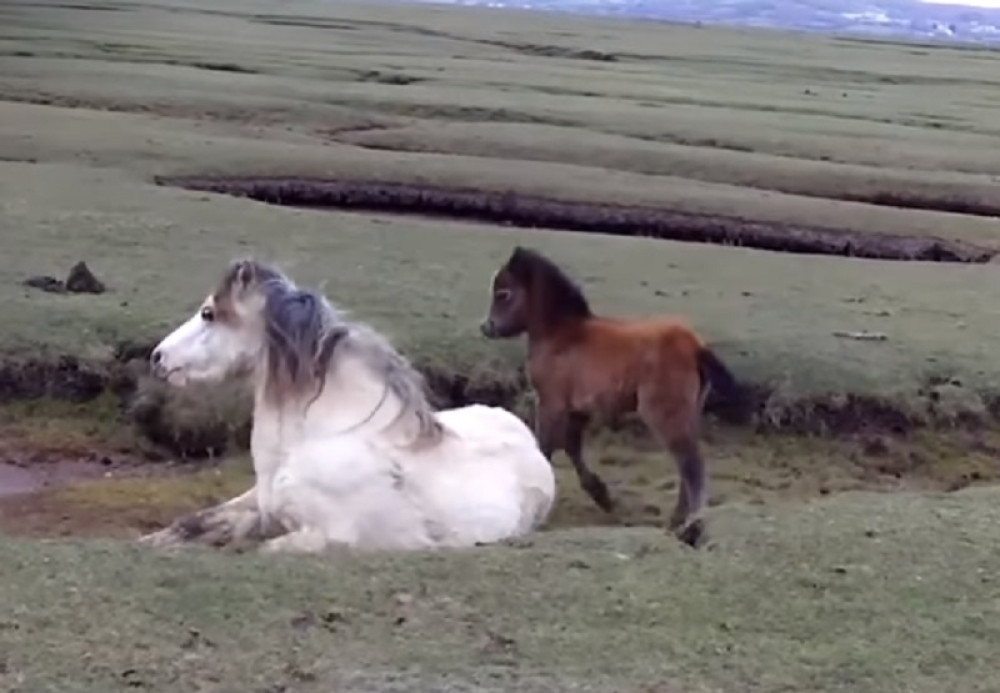 Ždrebe se nije odvajalo od povređene majke, a onda je usledio spas!
