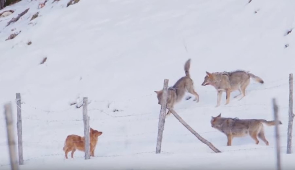 Vukovi napali malog psića, a onda se desilo ovo