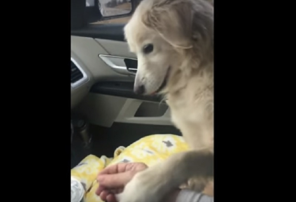 Nova vlasnica ga usvojila, a on joj dirljivim gestom pokazao zahvalnost!