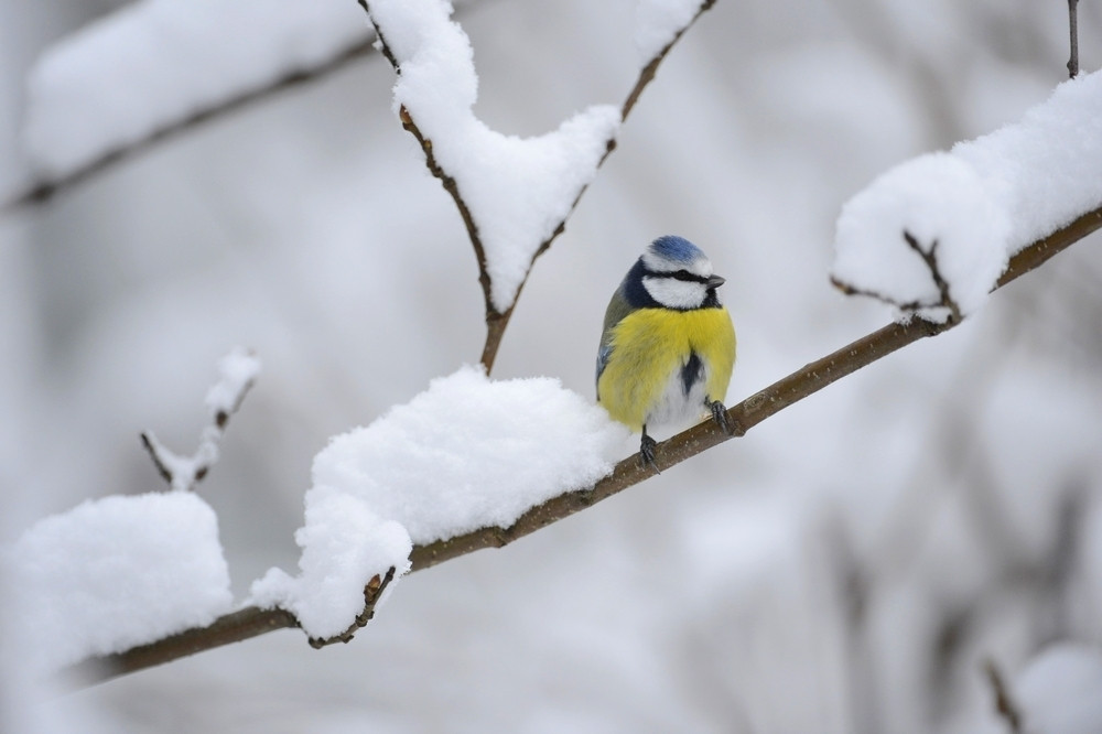 Stiže novi hladni talas sa puno snega!