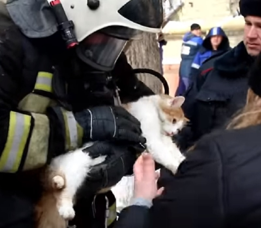Vatrogasci oživeli mačku izvučenu iz požara