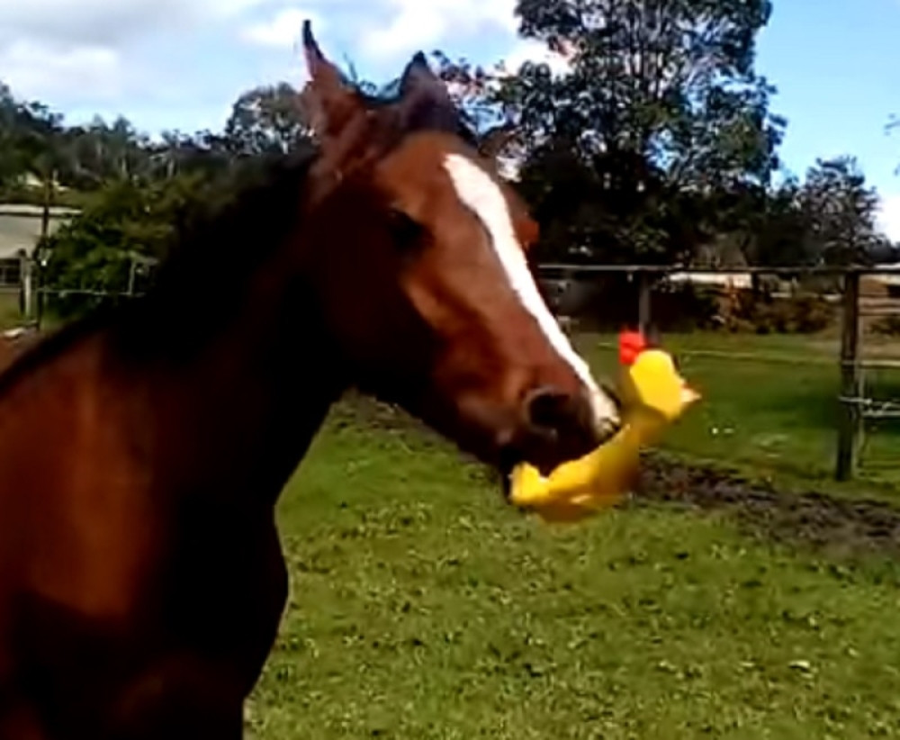 Ovaj konj obožava gumene igračke