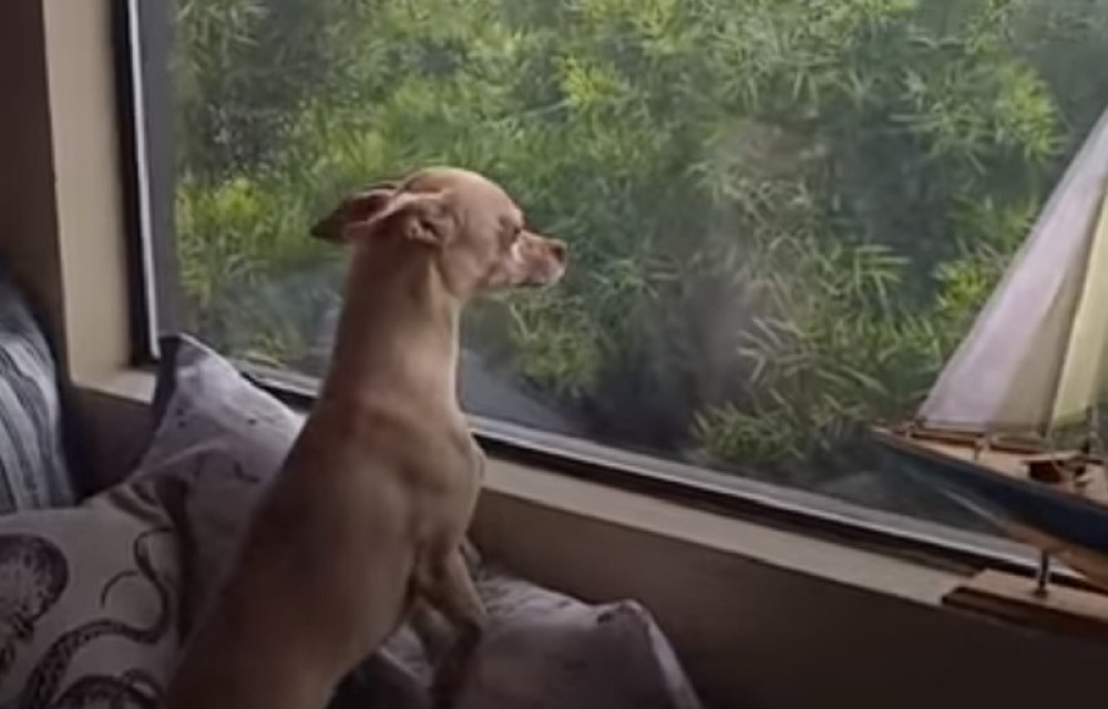 Psić je pobegao iz svog novog doma kako bi se vratio ženi koja ga je spasla