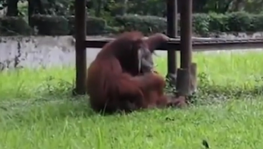 Orangutan puši cigaretu u zoo vrtu