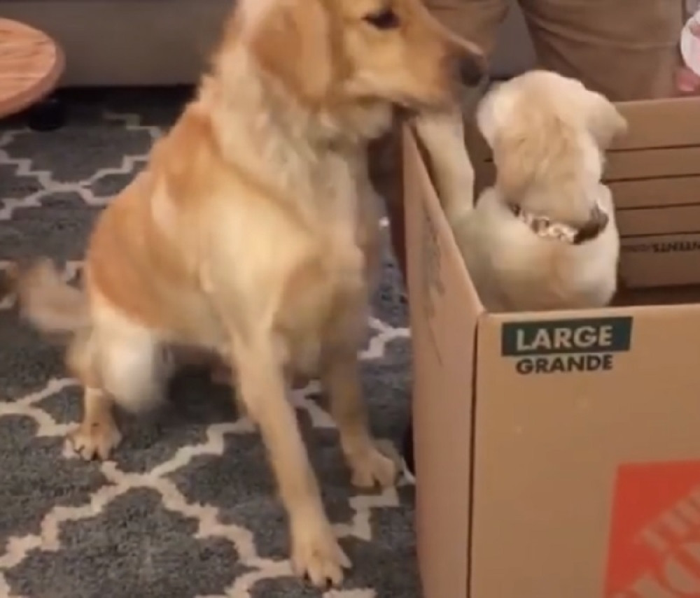 Stariji pas dobio malog drugara, pa uradio nešto neočekivano! (VIDEO)