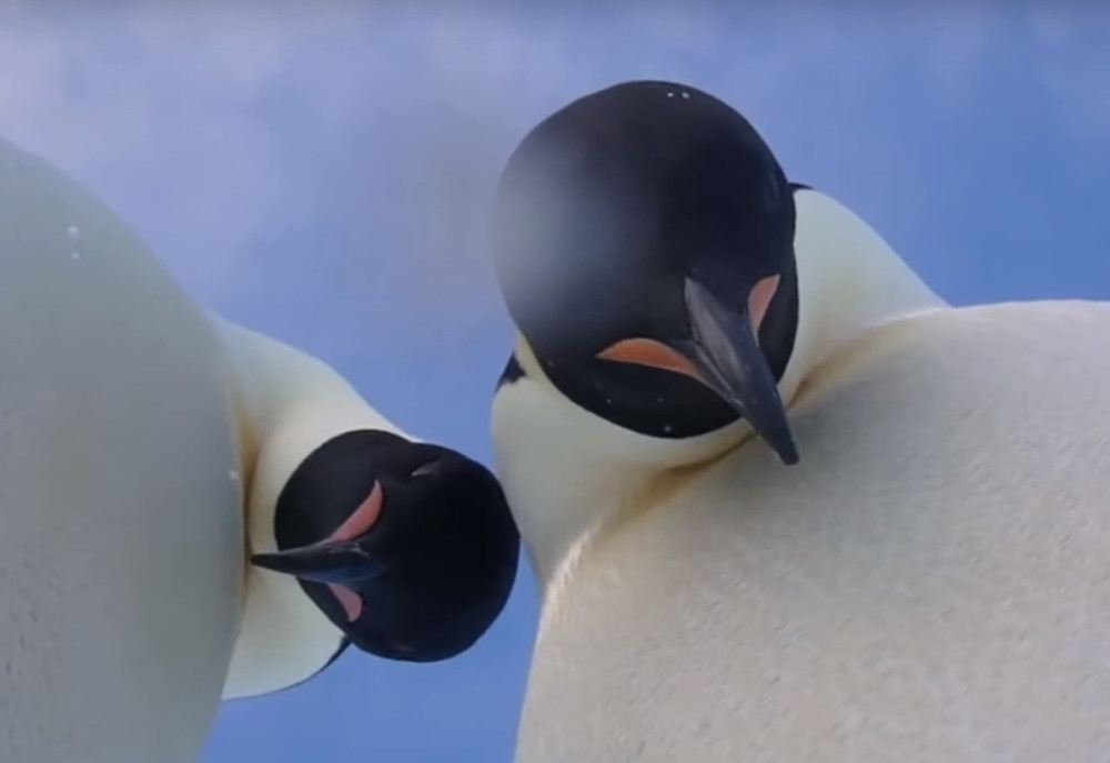 Ovaj snimak ulepšaće vam veče!