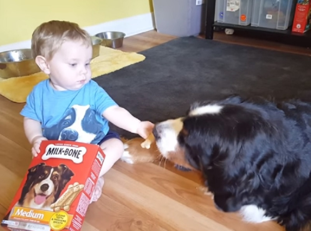 Dečak dao hranu ogromnom psu, a evo šta je on uradio!