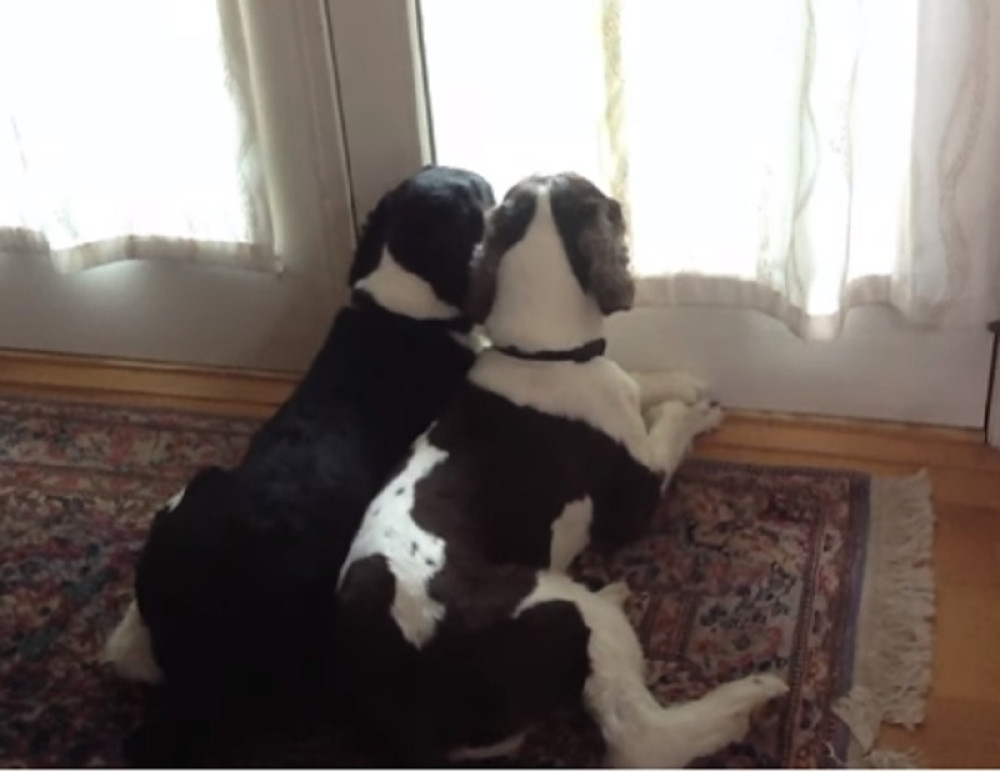 Postavio kameru u kući da vidi šta rade njegovi ljubimci, pa doživeo ovo!