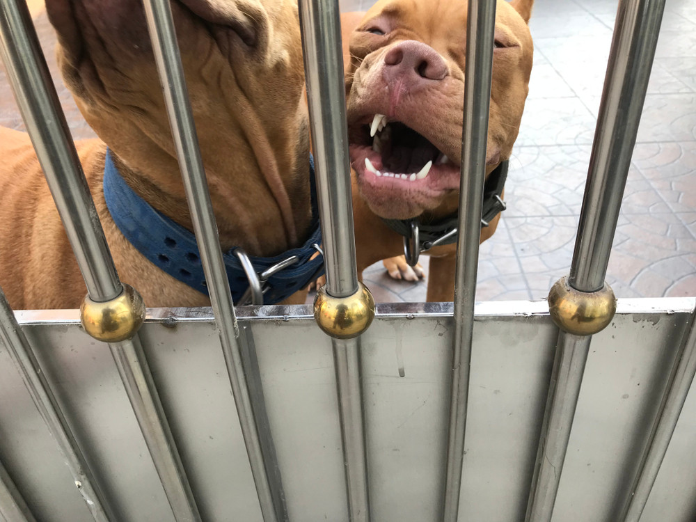 Veliki broj pasa i mačaka nikad ne oseti toplinu doma! Nekom divnom biću možete da ulepšate život