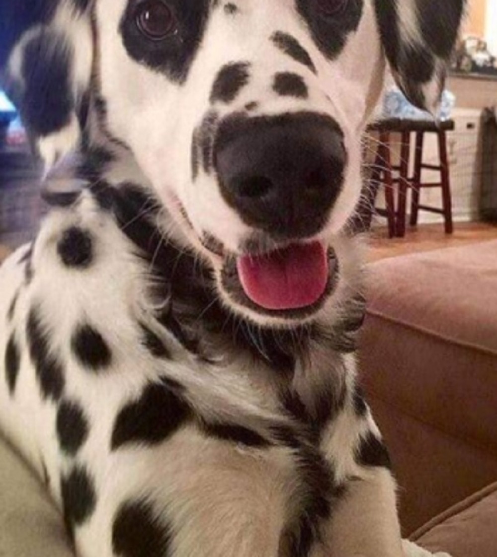 Ovo je najneobičniji pas na svetu, a kada vidite zbog čega nećete verovati! (FOTO)