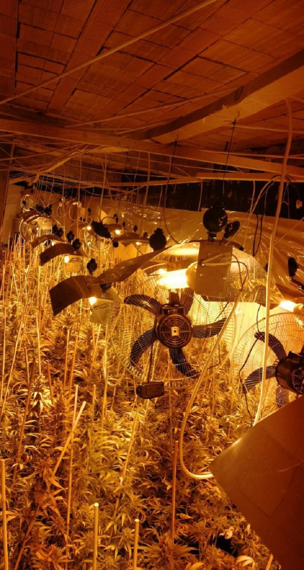 Policija uhapsila dilera "skanka"