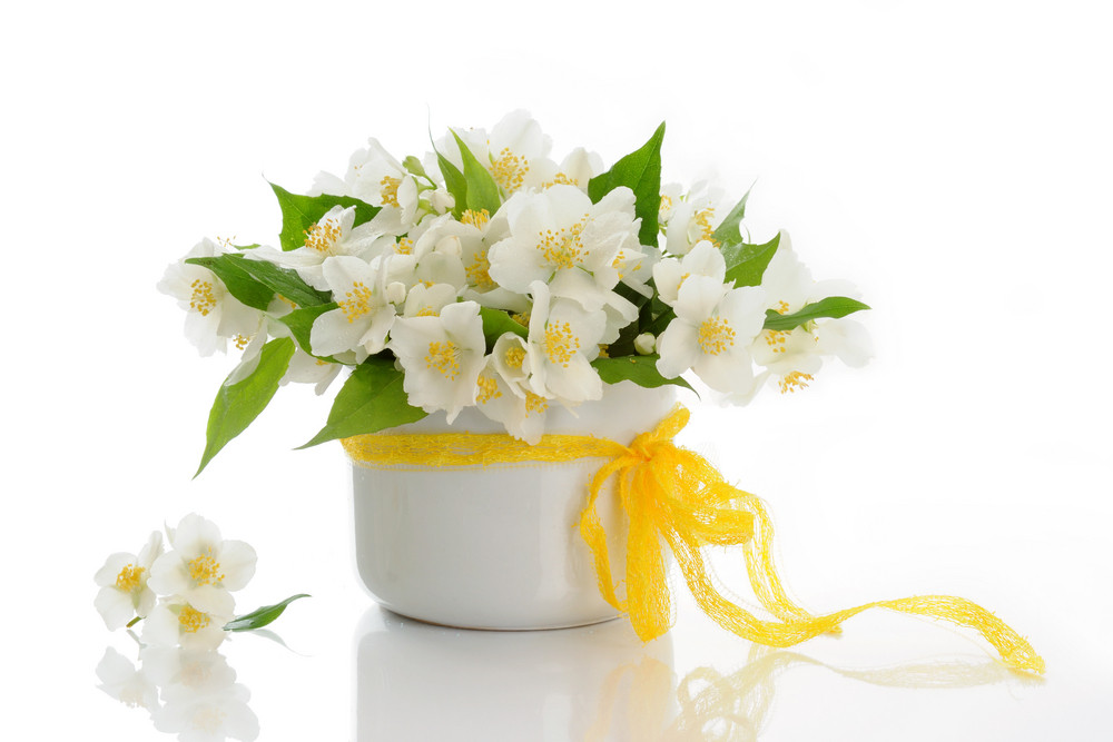 Ovaj cvet simbolizuje ljubav, a gde se posadi donosi bogatstvo!