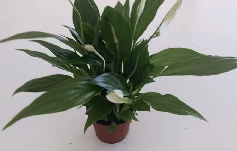 Ako ovu biljku poklonite neudatoj devojci, ona će se ubrzo udati!