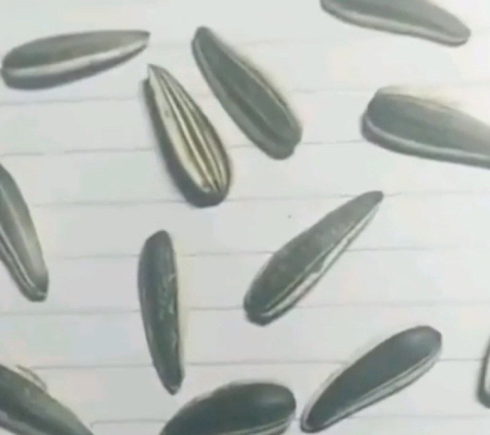 Tri semenke su nacrtane i nema šanse da pogodite koje su! (VIDEO)