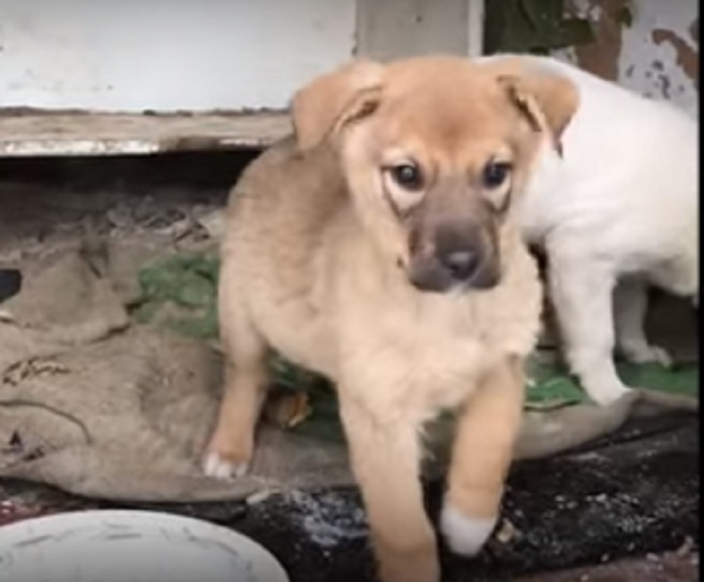 Ove preslatke štence je izričito zabranjeno usvajati, a evo i zbog čega!