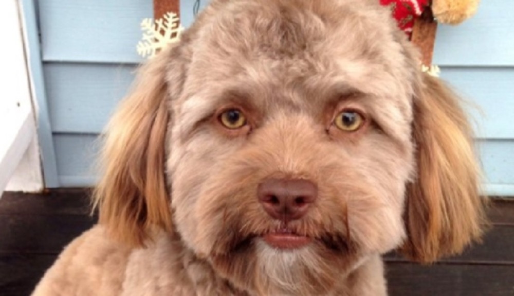 Svi misle da je fotomontaža, ali ovaj pas stvarno liči na slavnog glumca!