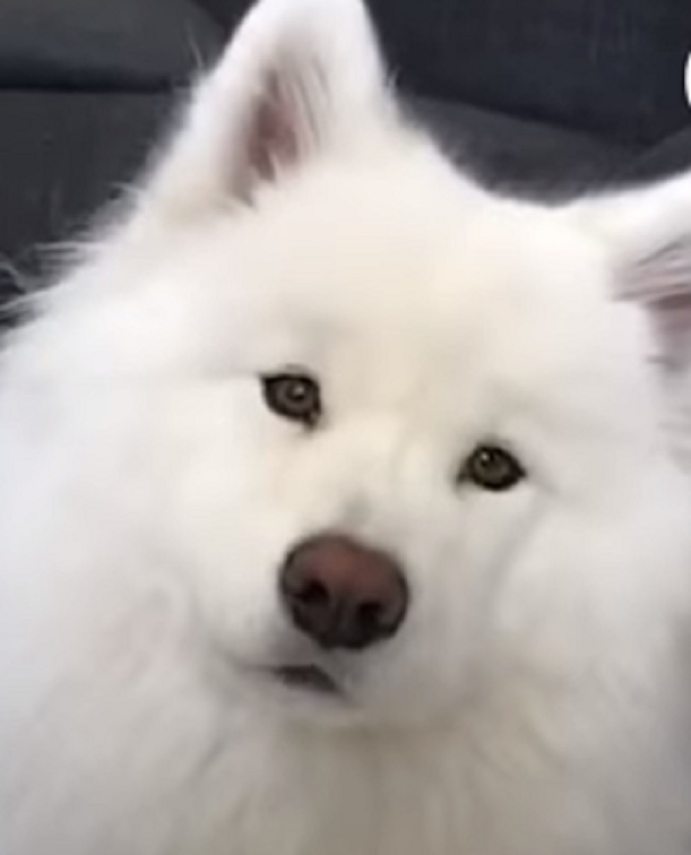 Najskuplji pas na svetu košta skoro dva miliona dolara