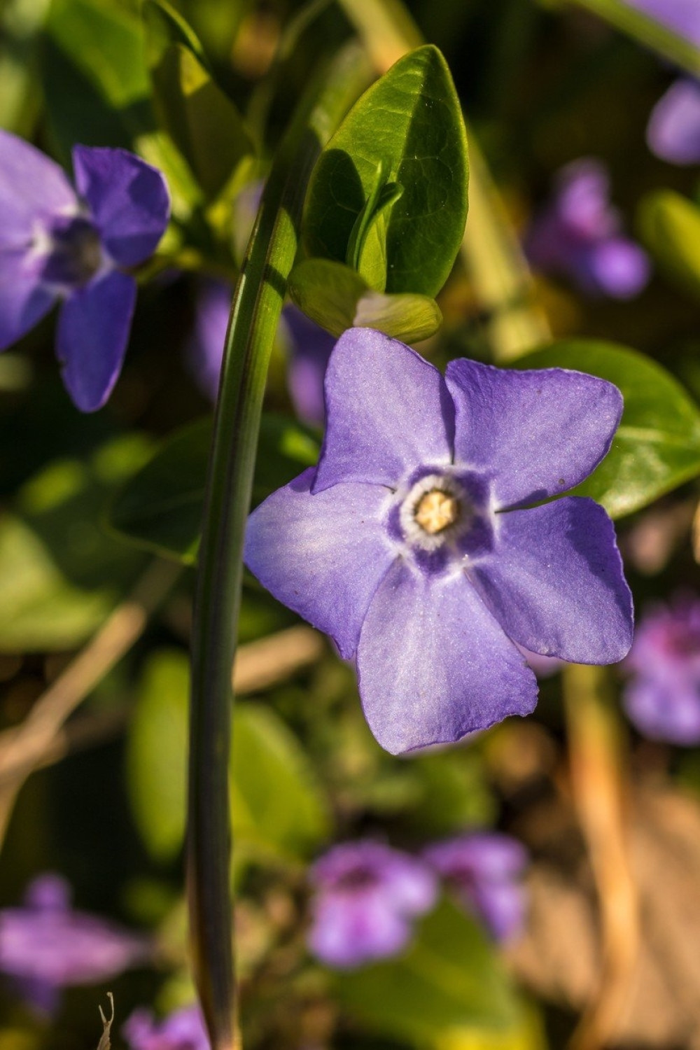 Krpi puteve sadeći cveće!
