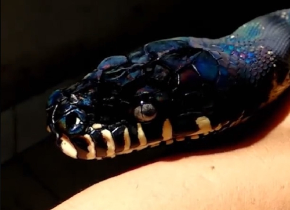 Uzeo je zmiju u ruke, a ono što je ona uradila, šokiralo je svet!