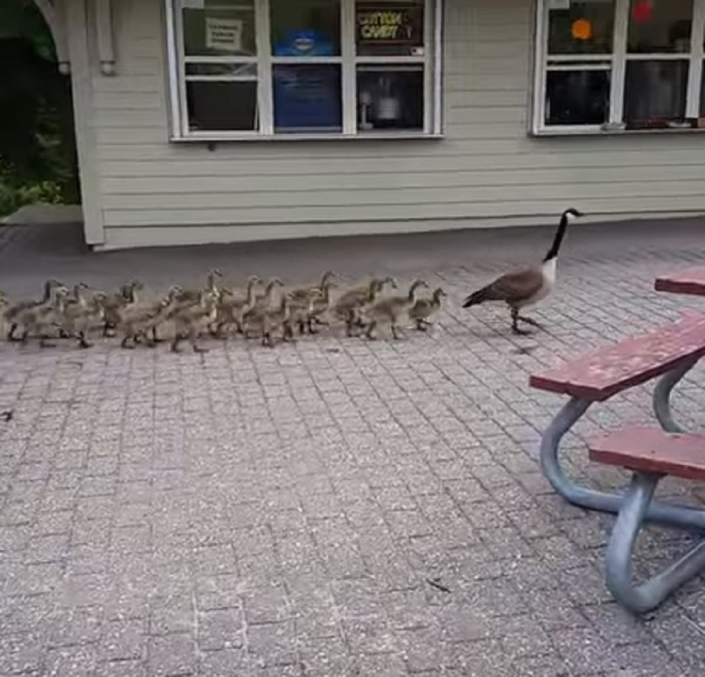 Guske krenule u školu, predvode ih dve velike