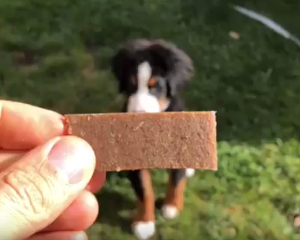 Najnespretniji pas na svetu dobio istog prijatelja