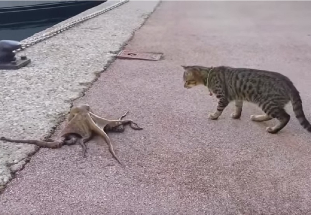 Mačka ili oktopod, šta mislite ko je pobedio?