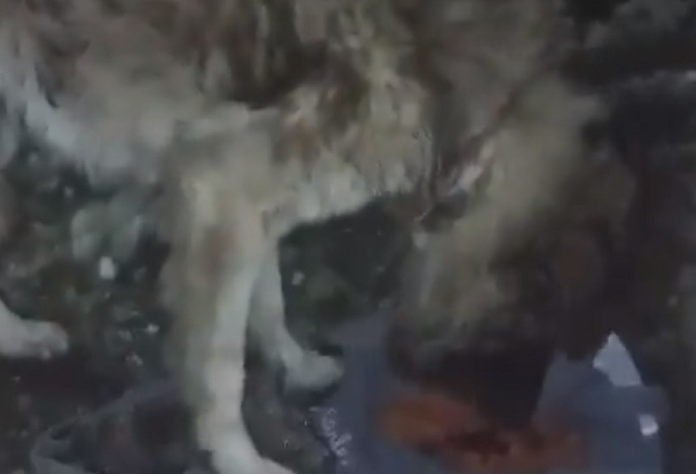 Šar-planincu urezana žica u vrat (VIDEO)