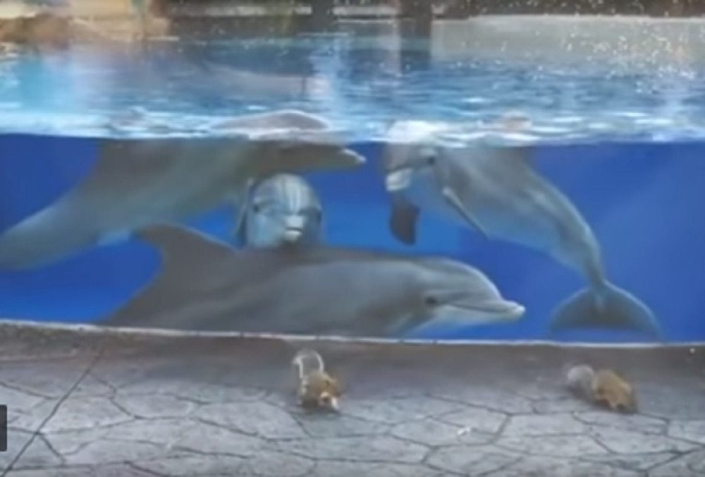 Delfini plivali u bazenu kada su pored njih prošle veverice, a onda se desilo ovo!