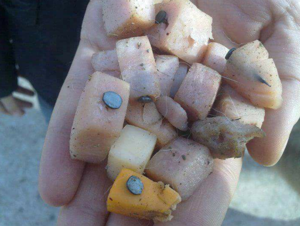 "Poslastice" sa ekserima u beogradskim parkovima!