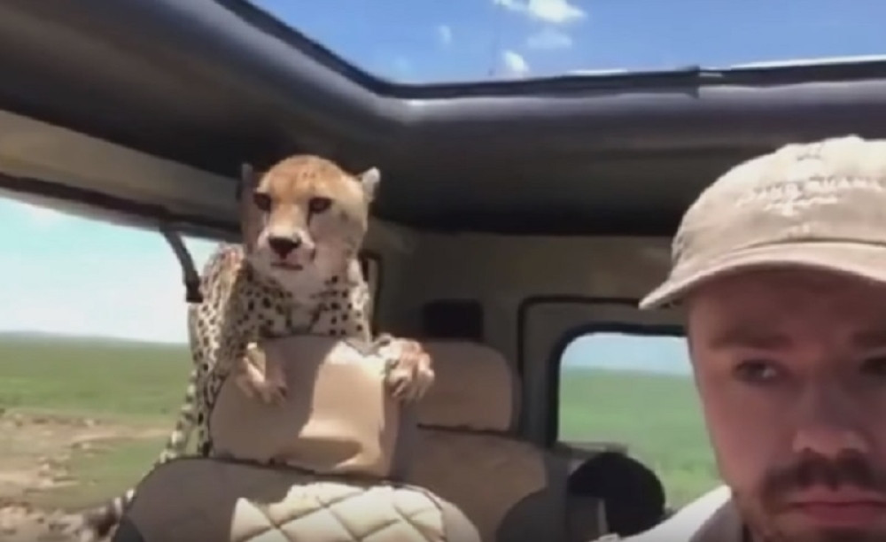 Gepard uskočio u vozilo porodice na safariju, a onda se desilo nešto neverovatno