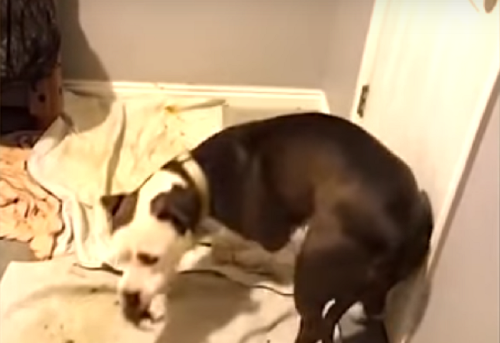 Donela je na svet 11 štenaca, a onda postupkom šokirala vlasnicu