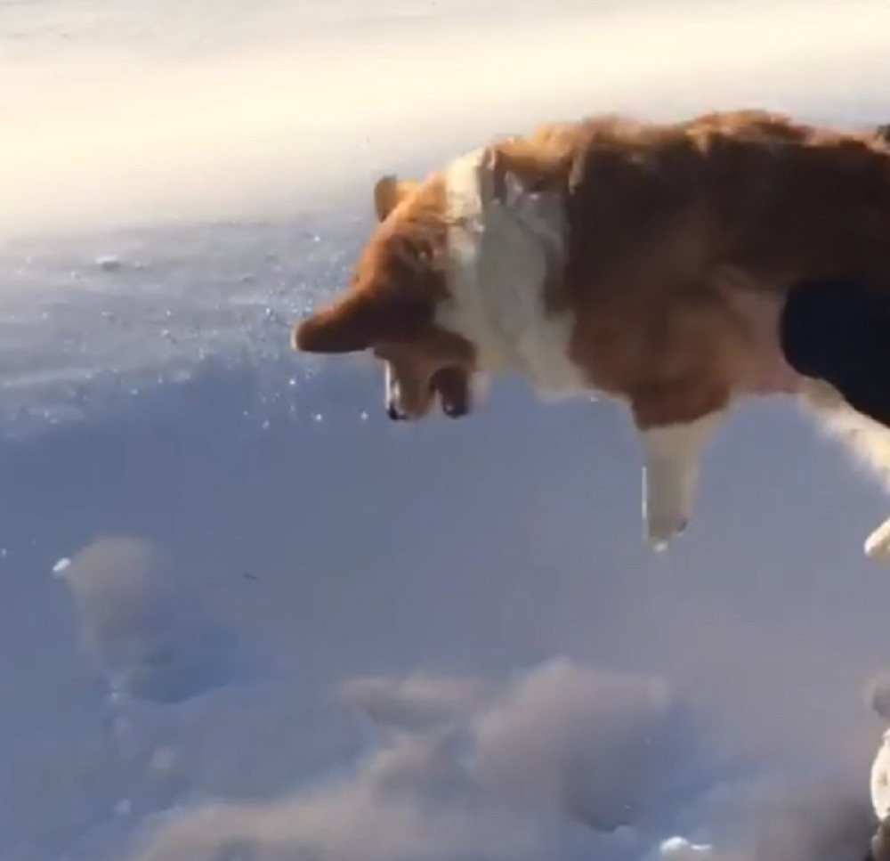 Vlasnica baca psa iz aviona (VIDEO)