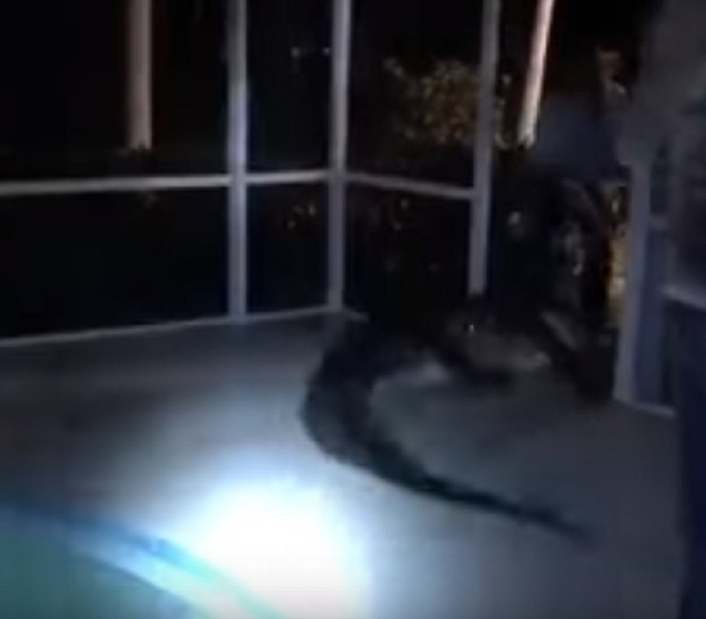 Aligator razbio staklo i ušetao porodici u bazen