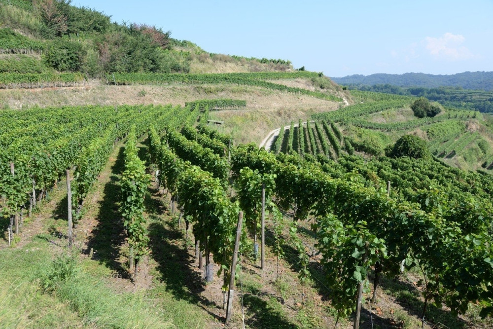 VELIKA RASPRODAJA U SRBIJI Porodična kuća za 829.500, vinograd 117.024 dinara  i još mnogo toga skoro za dž!