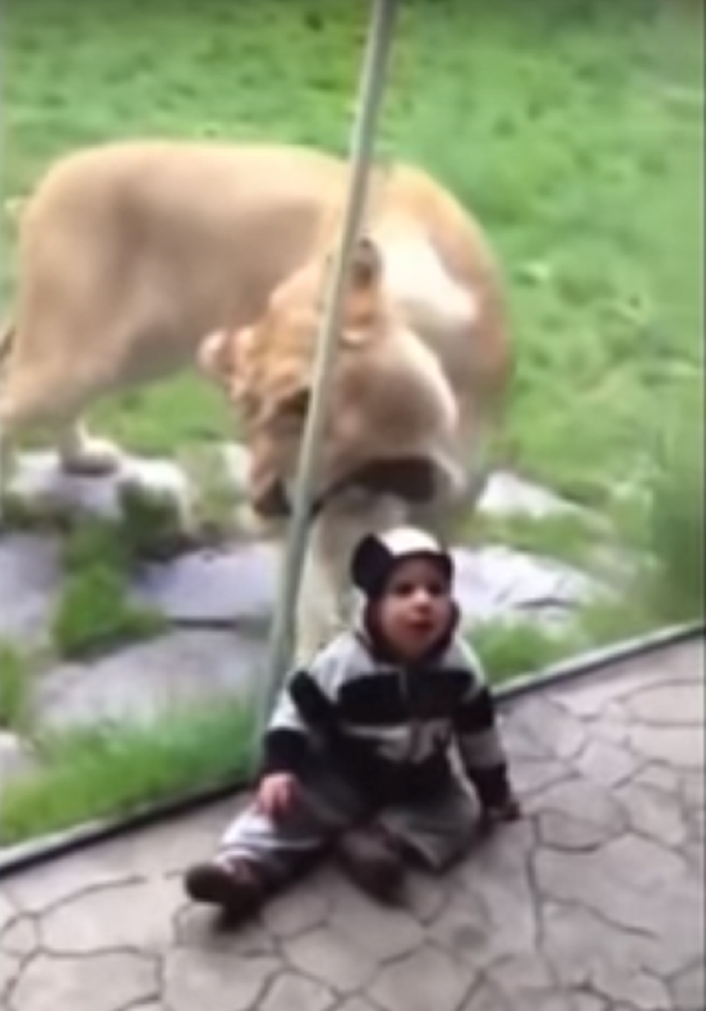 Pogledajte jezive, ali i smešne susrete divljih životinja i ljudi (VIDEO)