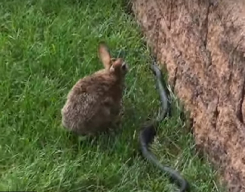 Zečica ugledala zmiju kod svojih beba pa uradila nešto hrabro!