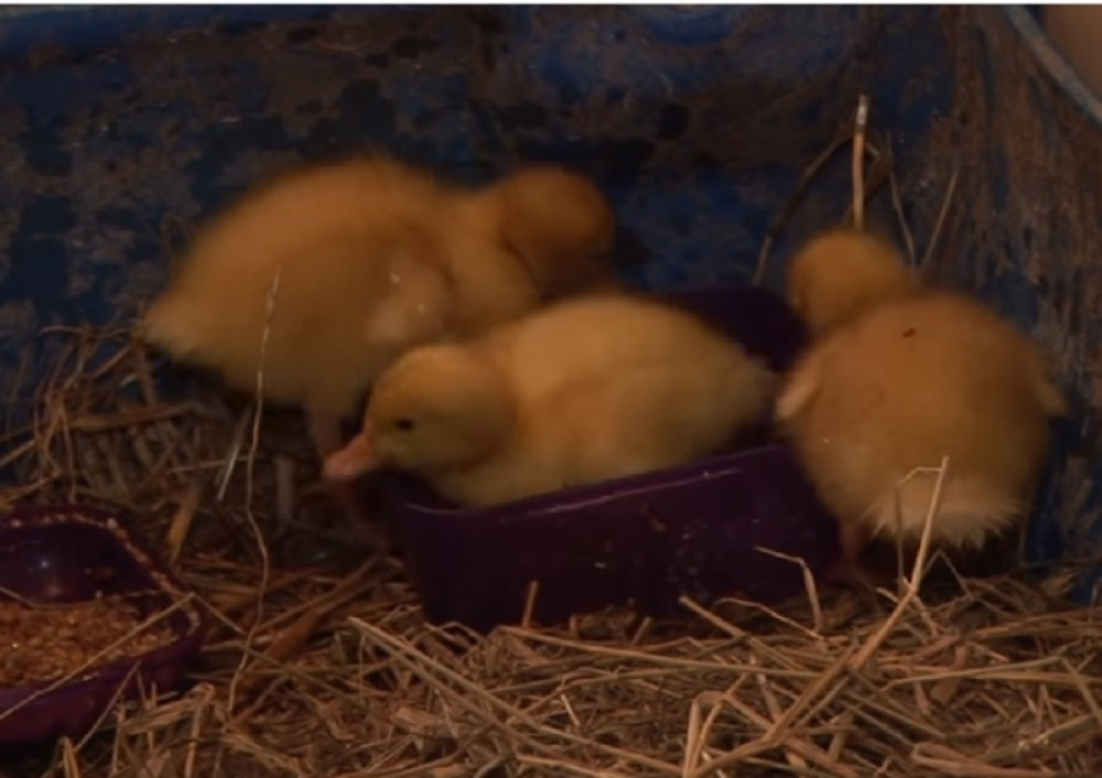 Farmerima nestali tek izlegli pačići, kad su ih našli ugledali ovo!