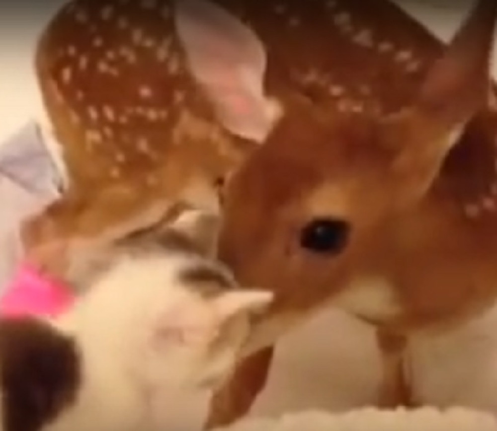 Povređeno lane doveli kod veterinara, pa se desilo neočekivano!