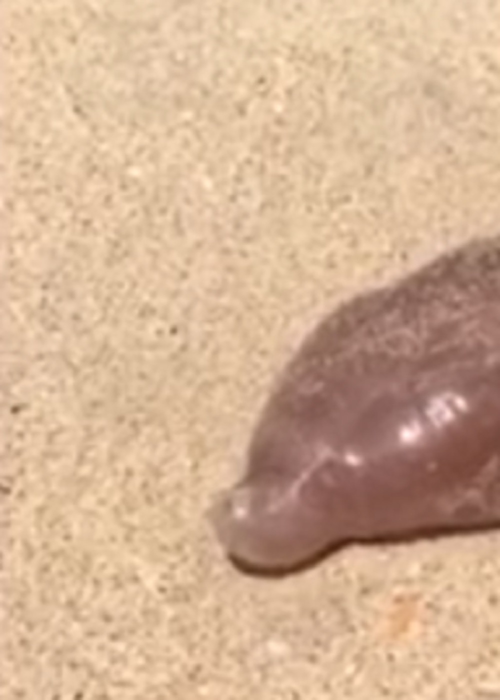 Misteriozno stvorenje izašlo iz mora na plažu