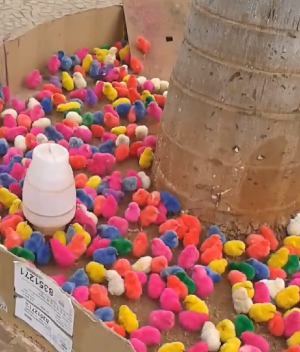 Možete li da pogodite šta je na slici?