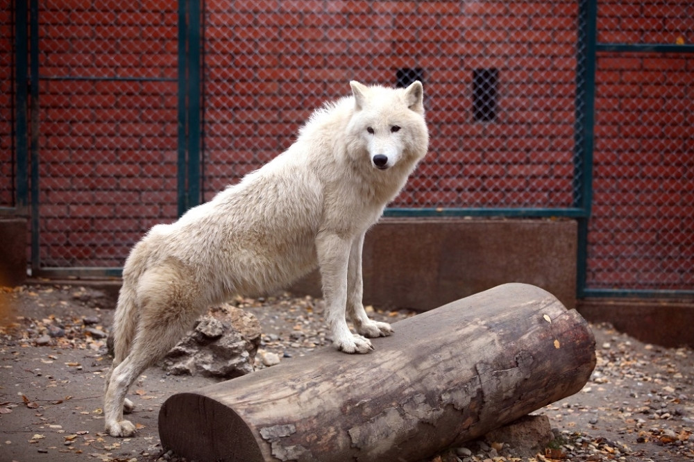 Žrtvuju starije životinje da bi njima nahranili mlađe
