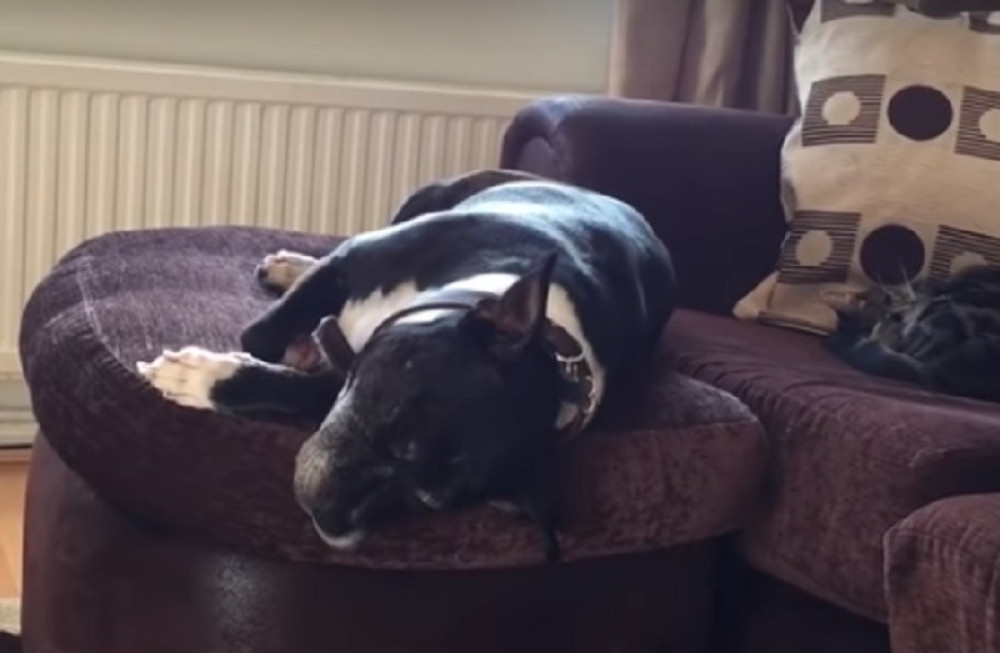 Usnuli pas počeo da pada sa kreveta, a evo šta je mačka uradila!