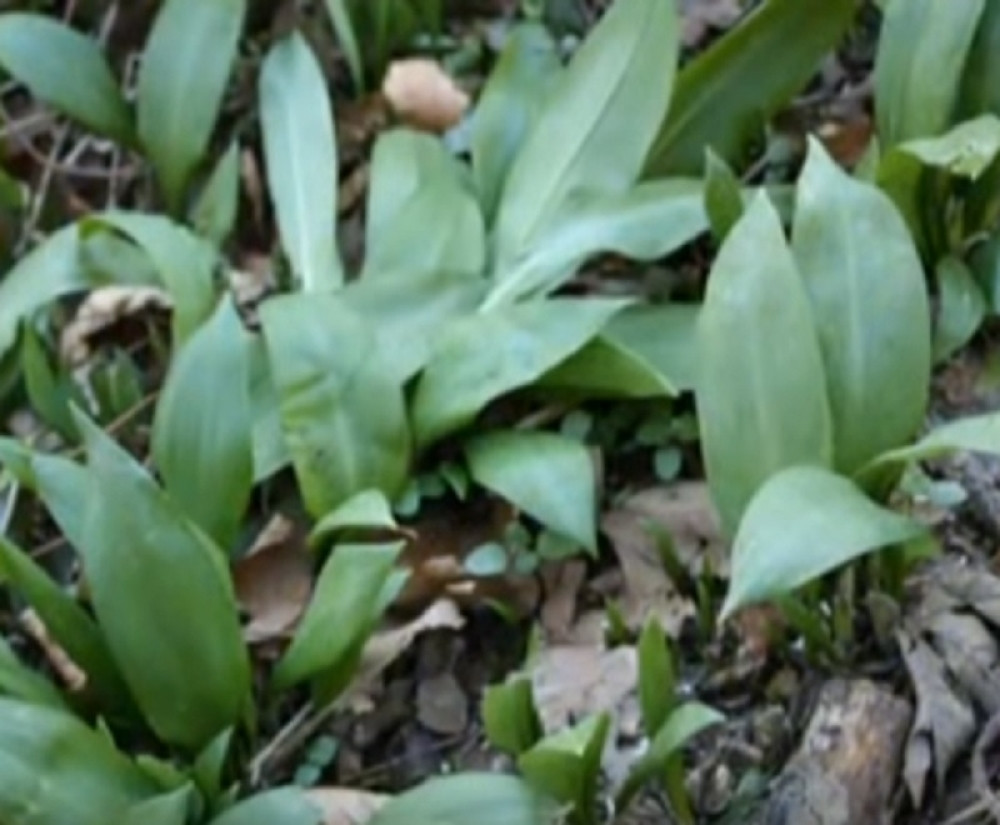 Brat i sestra kod Šipova umrli od otrovnog bilja?!